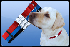 Lab and Buckle Collars
